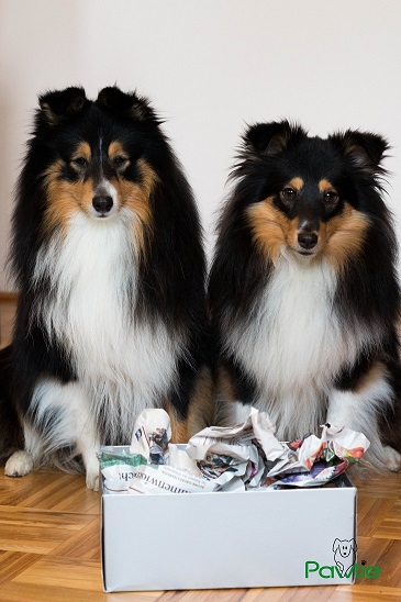 Diego und Josie mit Schnüffelbox