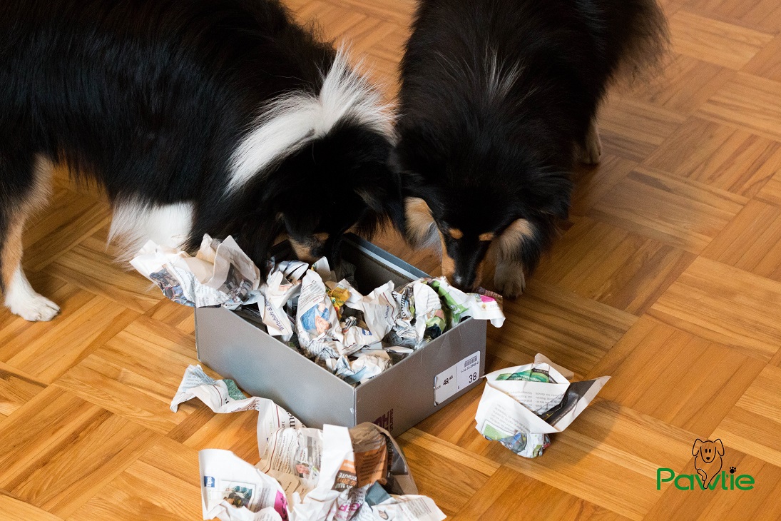 Hunde Intelligenzspielzeug Schnüffelbox