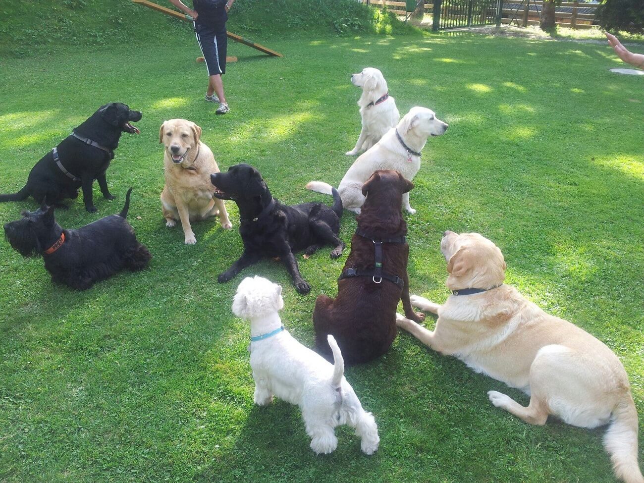 Bergresort in Seefeld - Hundespielwiese