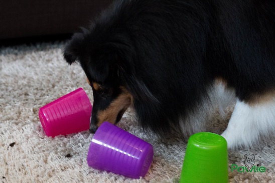 Intelligenzspiele mit Alltagsgegenständen Becher Pawtie