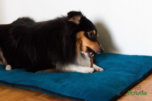 Hundekissen