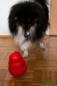 Kong Wobbler - Diego 1